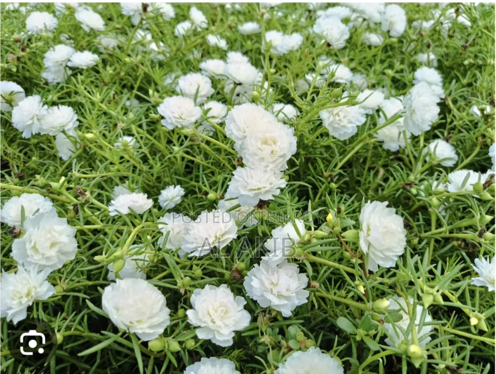 Flower Plants