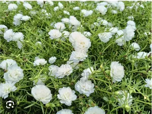 Flower Plants