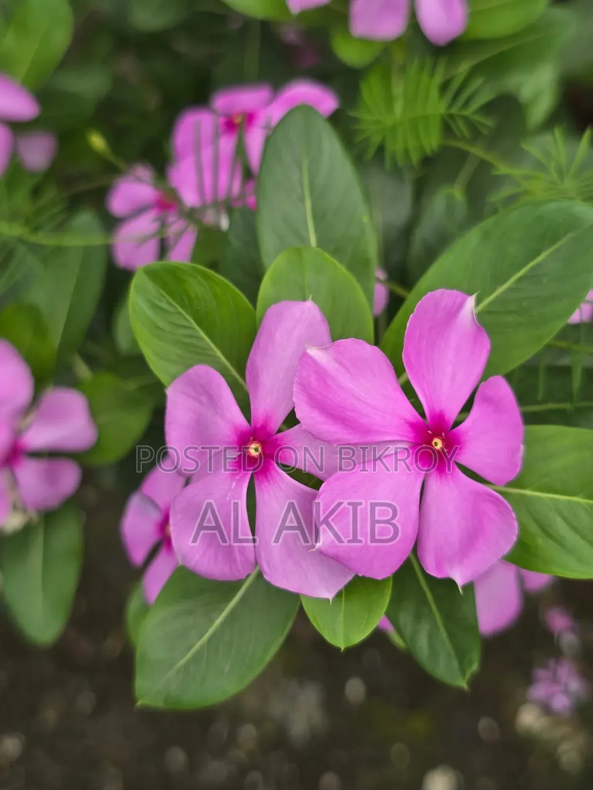 Flower Plants