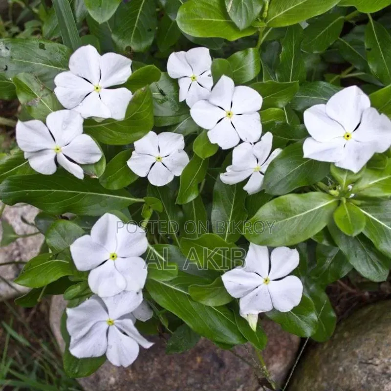 Flower Plants