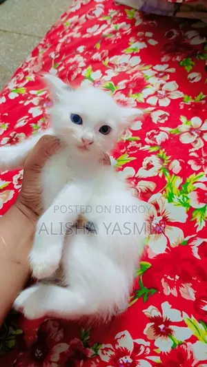 0-1 Month Female Mixed Breed Persian