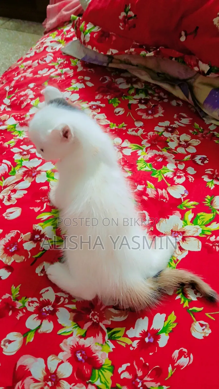 0-1 Month Female Mixed Breed Persian