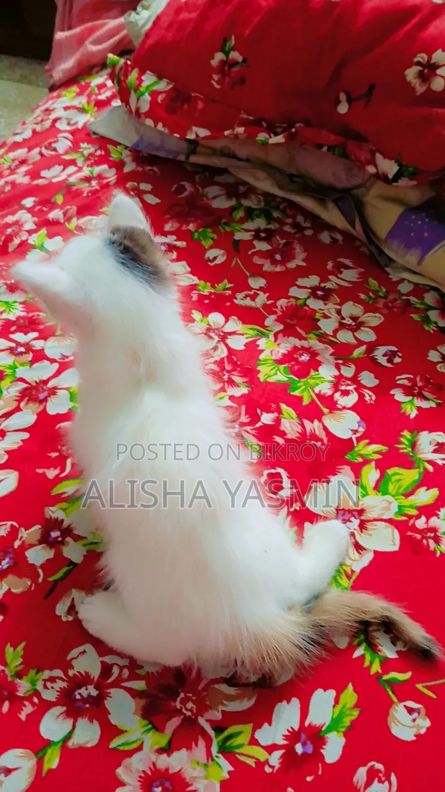 0-1 Month Female Mixed Breed Persian
