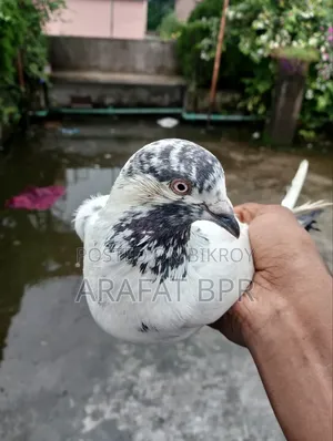 Jira Gola Nor