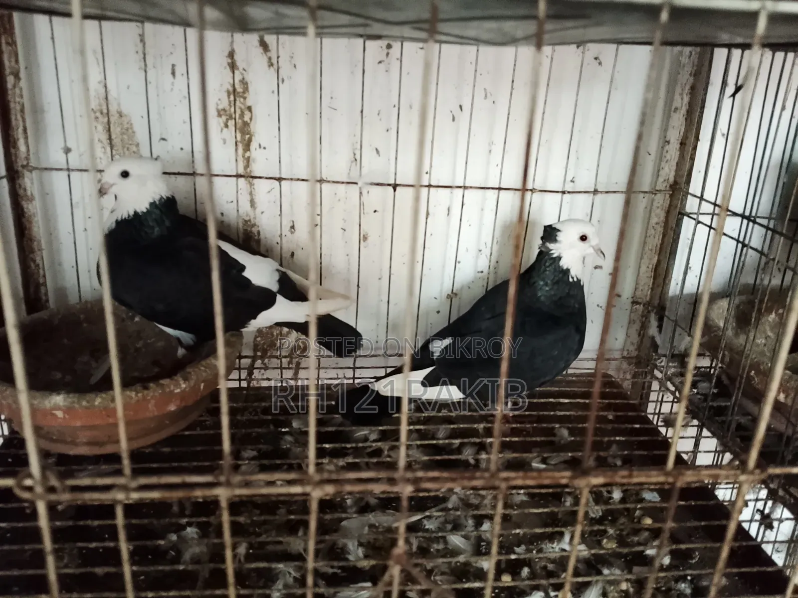 বিক্রি হবে সুলভ মূল্যে