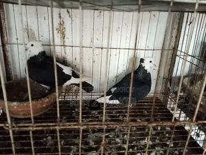 বিক্রি হবে সুলভ মূল্যে