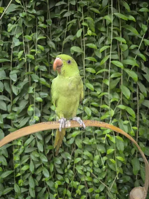 Parrot