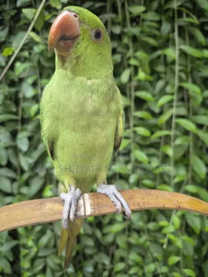 Parrot