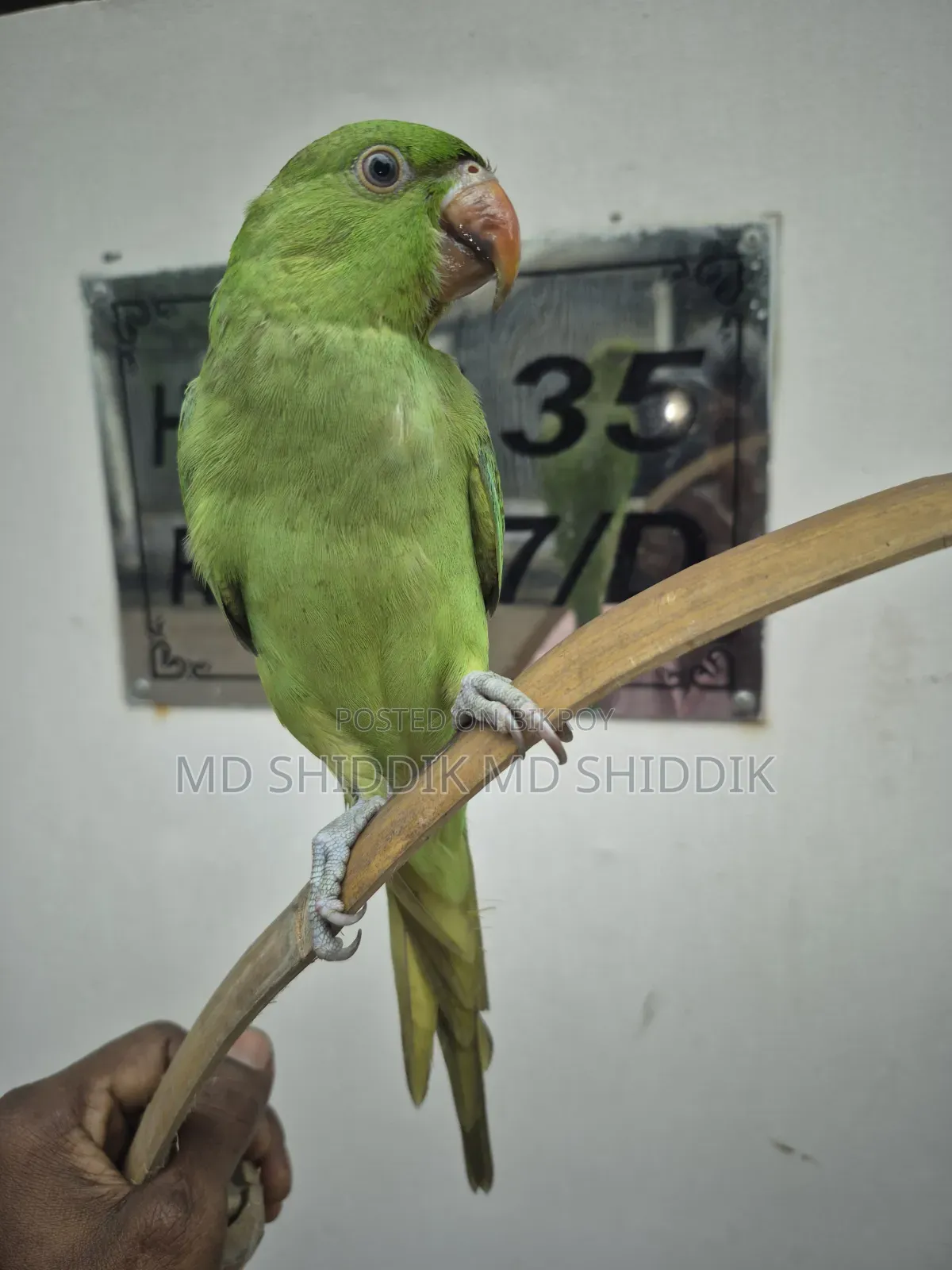 Parrot