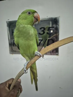Parrot