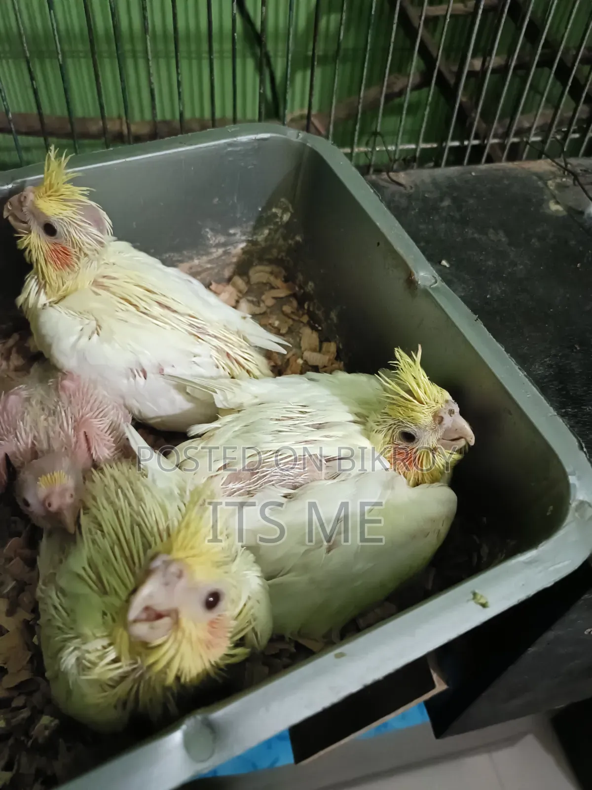 Tame Size Lutino Cockatiel Baby