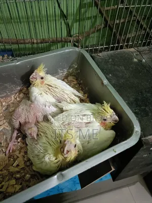 Tame Size Lutino Cockatiel Baby