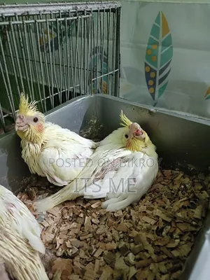 Tame Size Lutino Cockatiel Baby