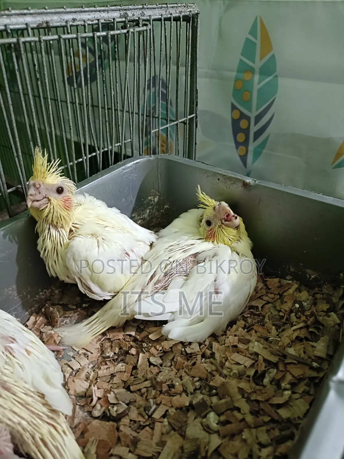 Tame Size Lutino Cockatiel Baby