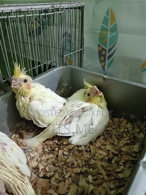 Tame Size Lutino Cockatiel Baby