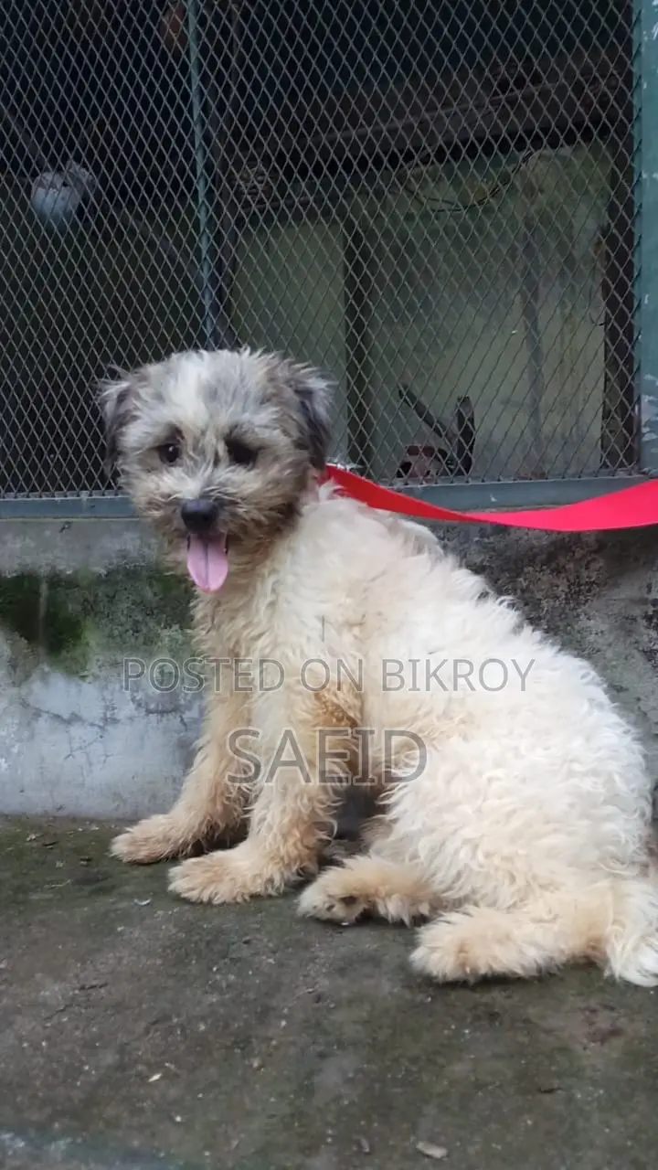 3-6 Months Male Purebred Lhasa Apso