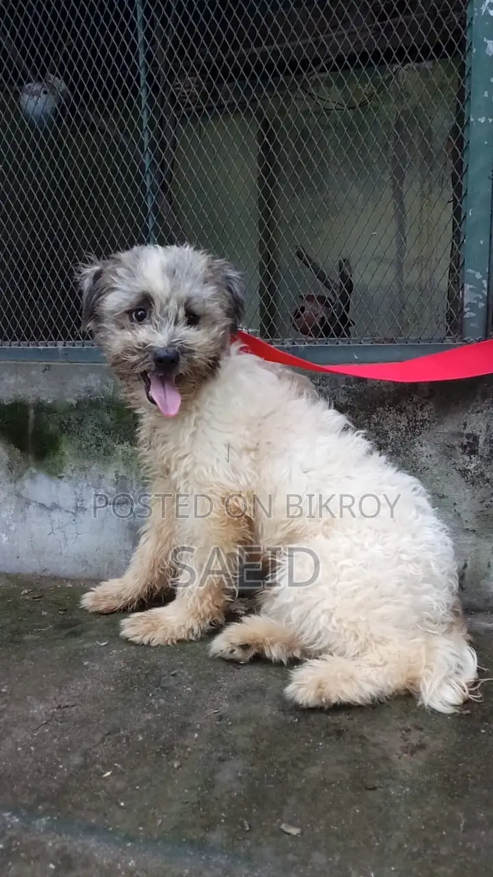 3-6 Months Male Purebred Lhasa Apso