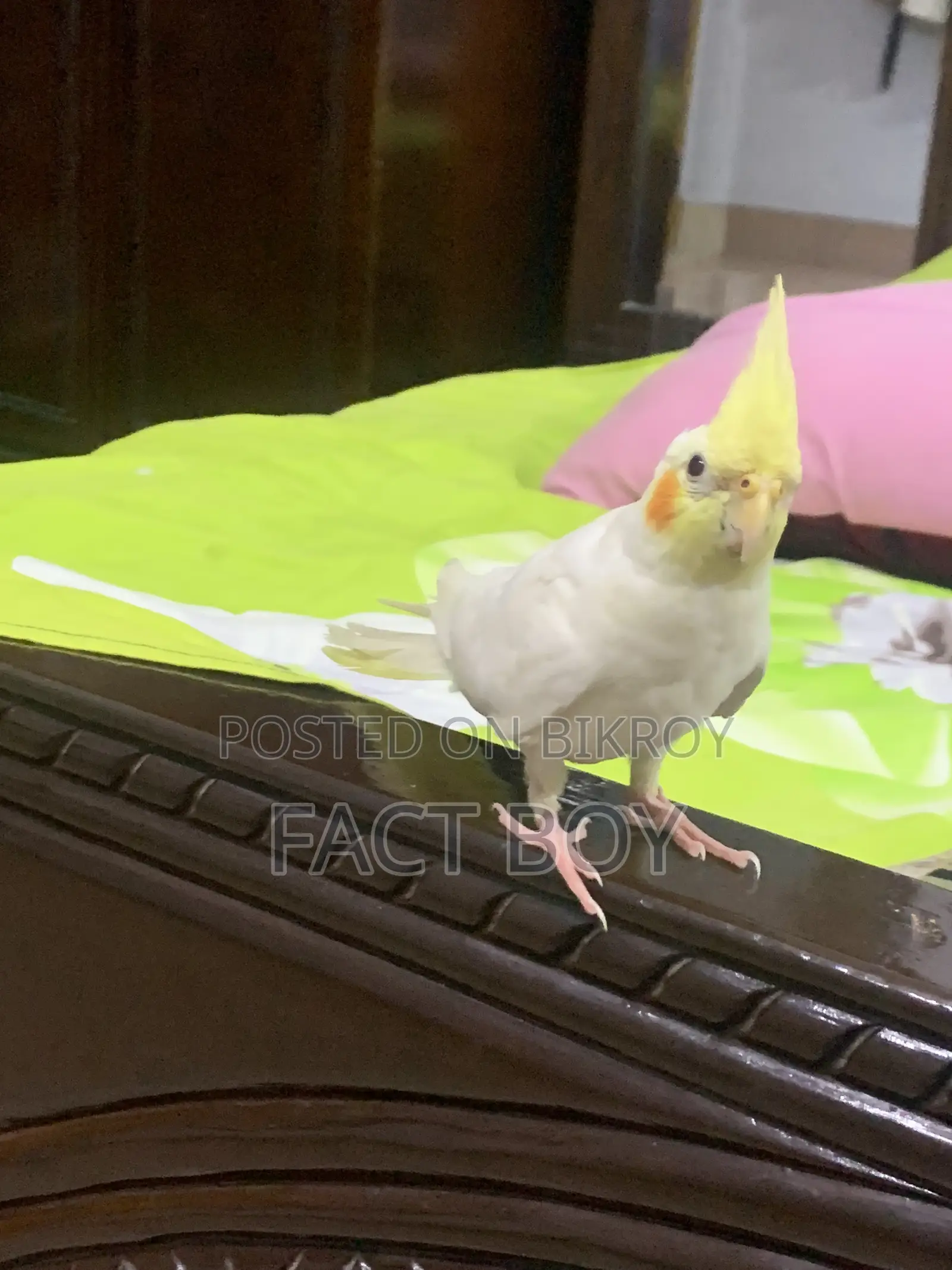 Half Tame Cockatiel