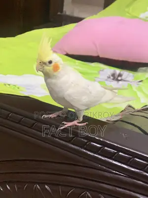 Half Tame Cockatiel