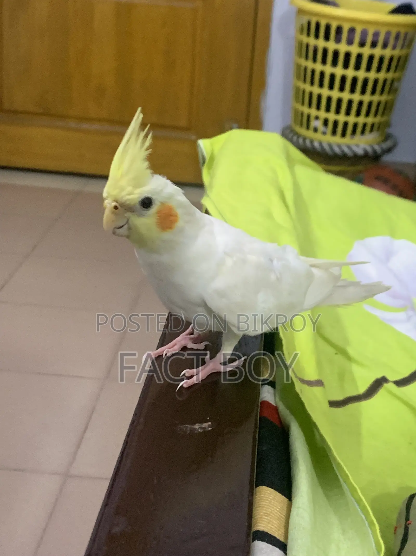 Half Tame Cockatiel