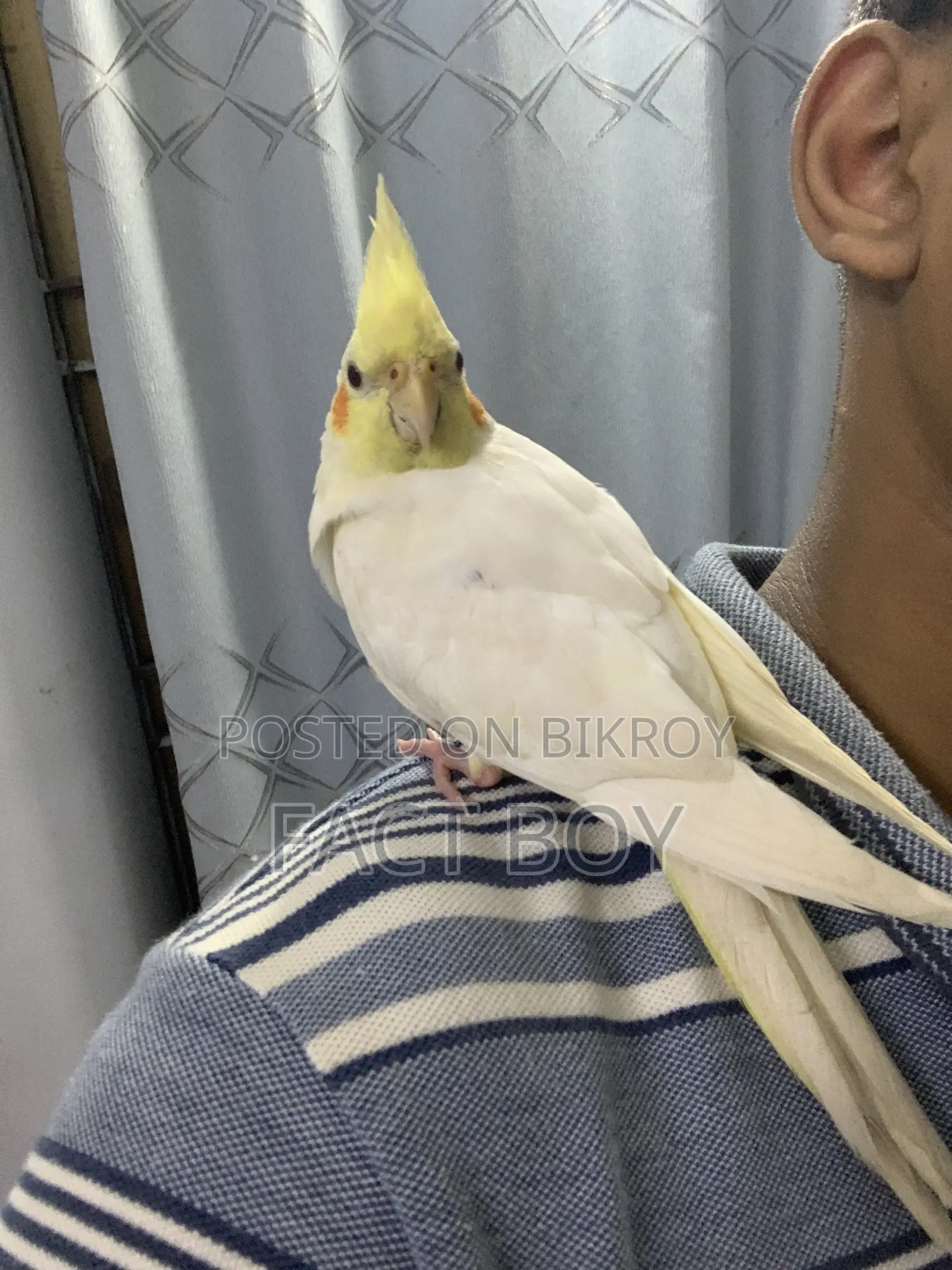 Half Tame Cockatiel