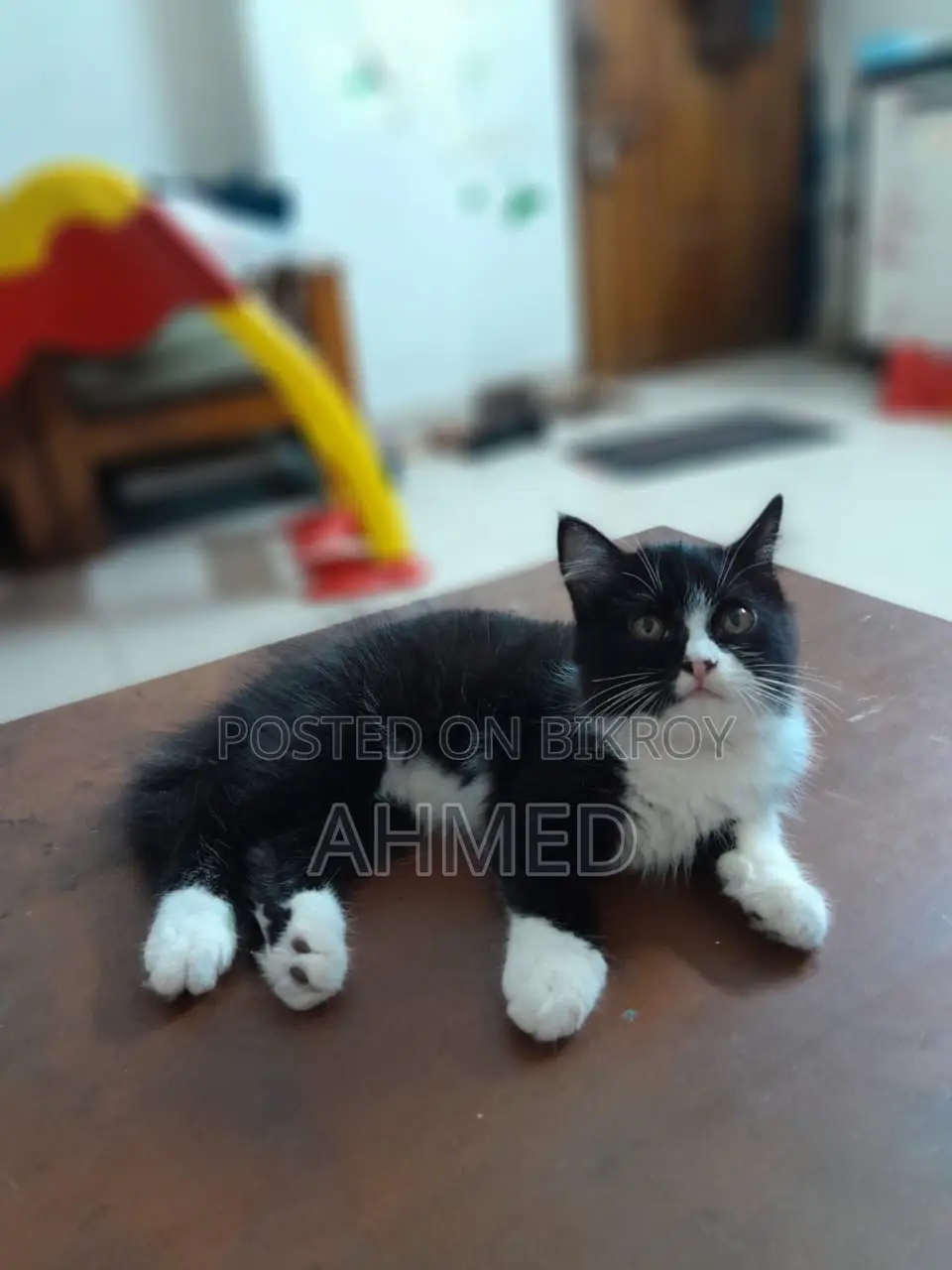 1-3 Months Male Mixed Breed Persian