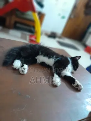1-3 Months Male Mixed Breed Persian