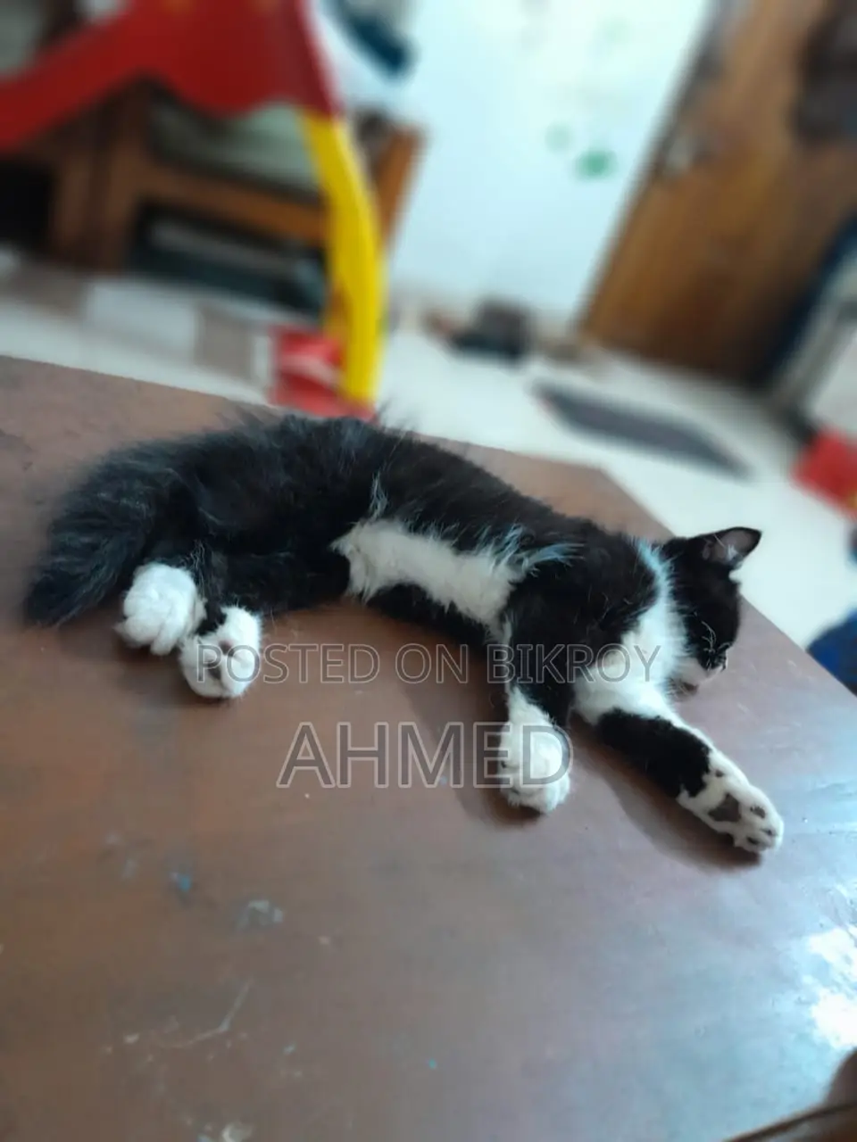 1-3 Months Male Mixed Breed Persian