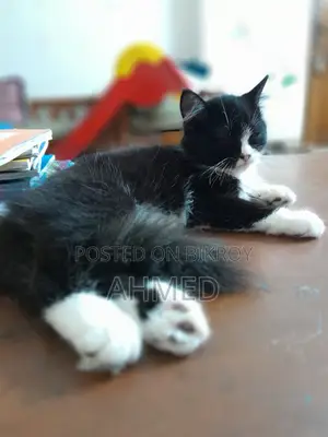 1-3 Months Male Mixed Breed Persian