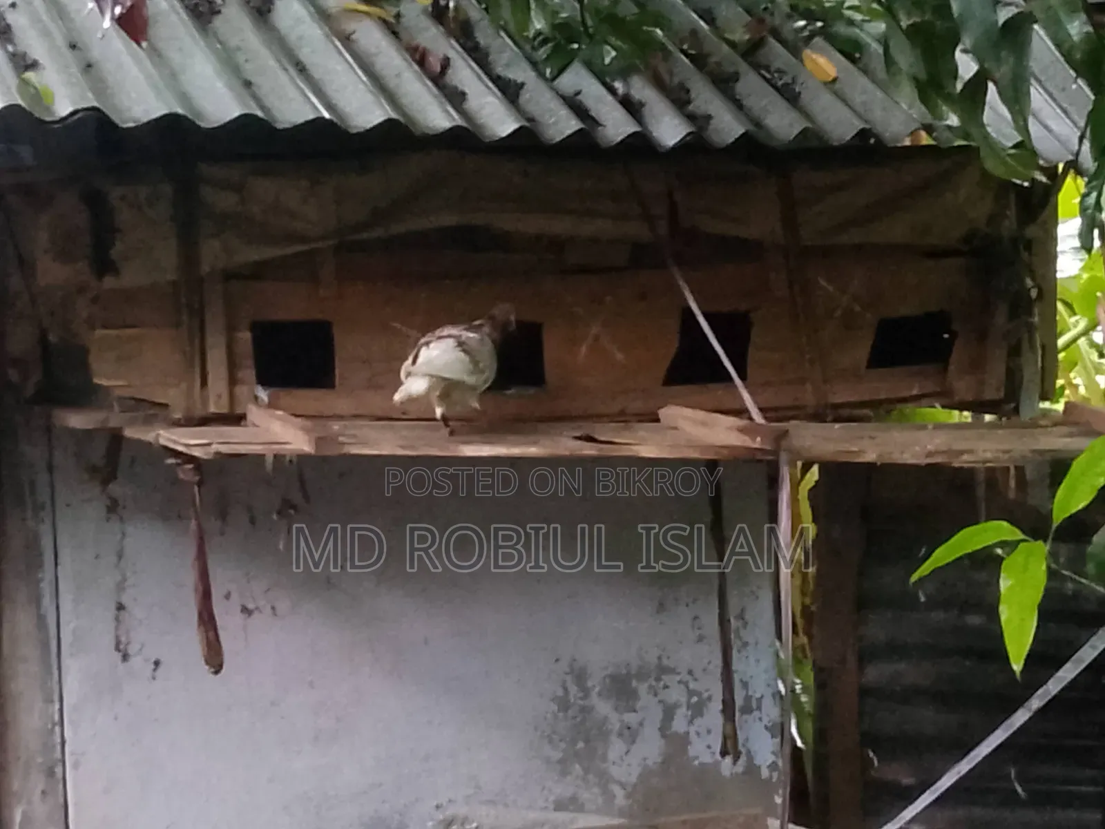 পায়রা কবুতর