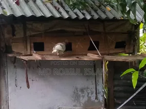 পায়রা কবুতর