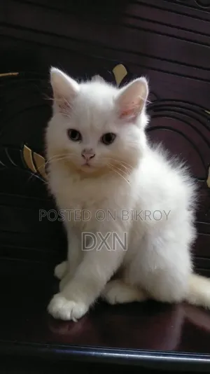 6-12 Months Male Purebred Persian