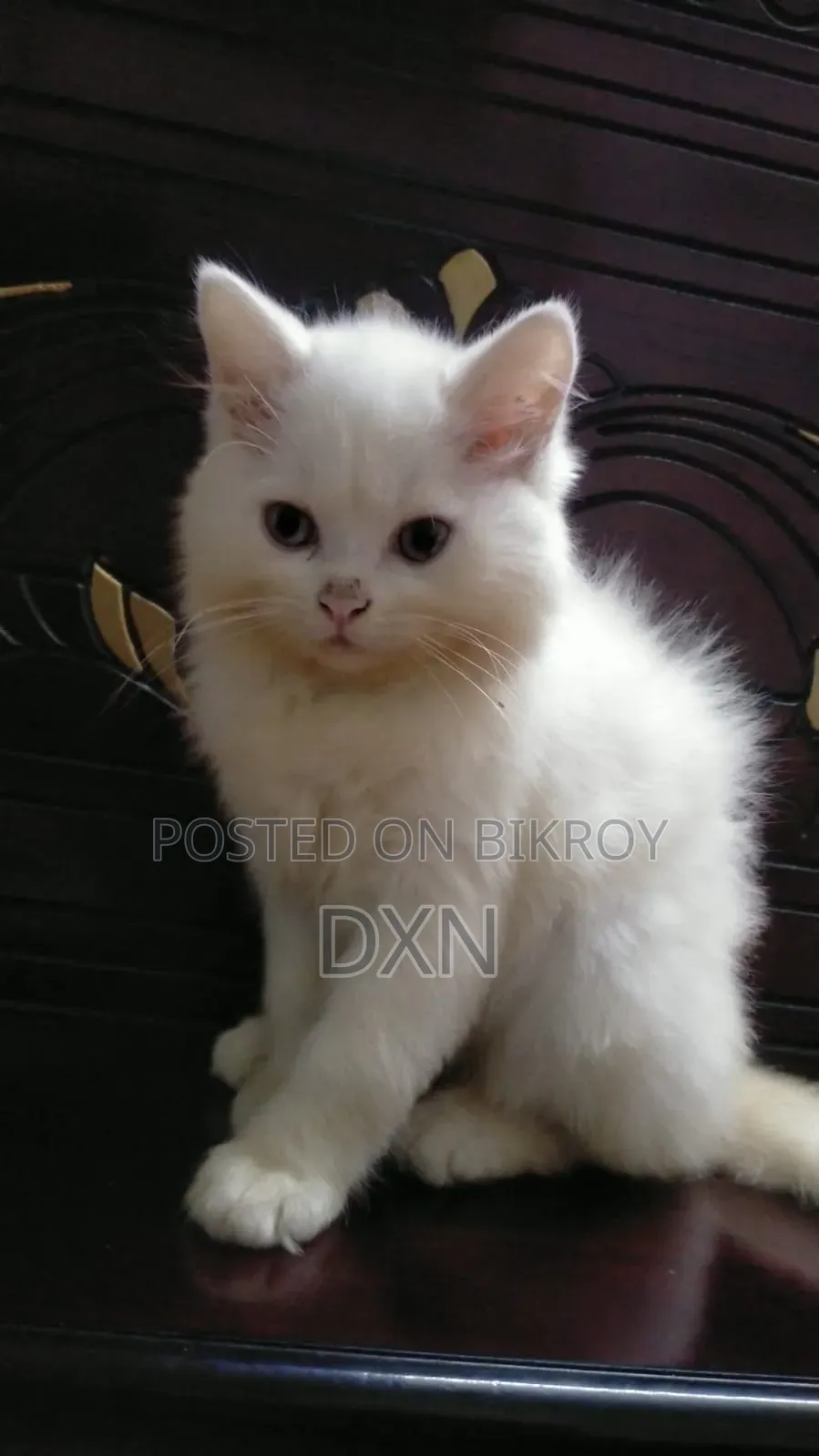 6-12 Months Male Purebred Persian