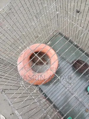এক জোরা রানিং কিং কোয়েল বিক্রি করা হবে।