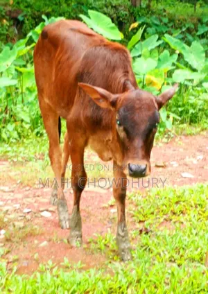 Sahiwal Heifer Calf