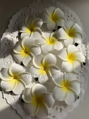 সাদা কাঠগোলাপ।