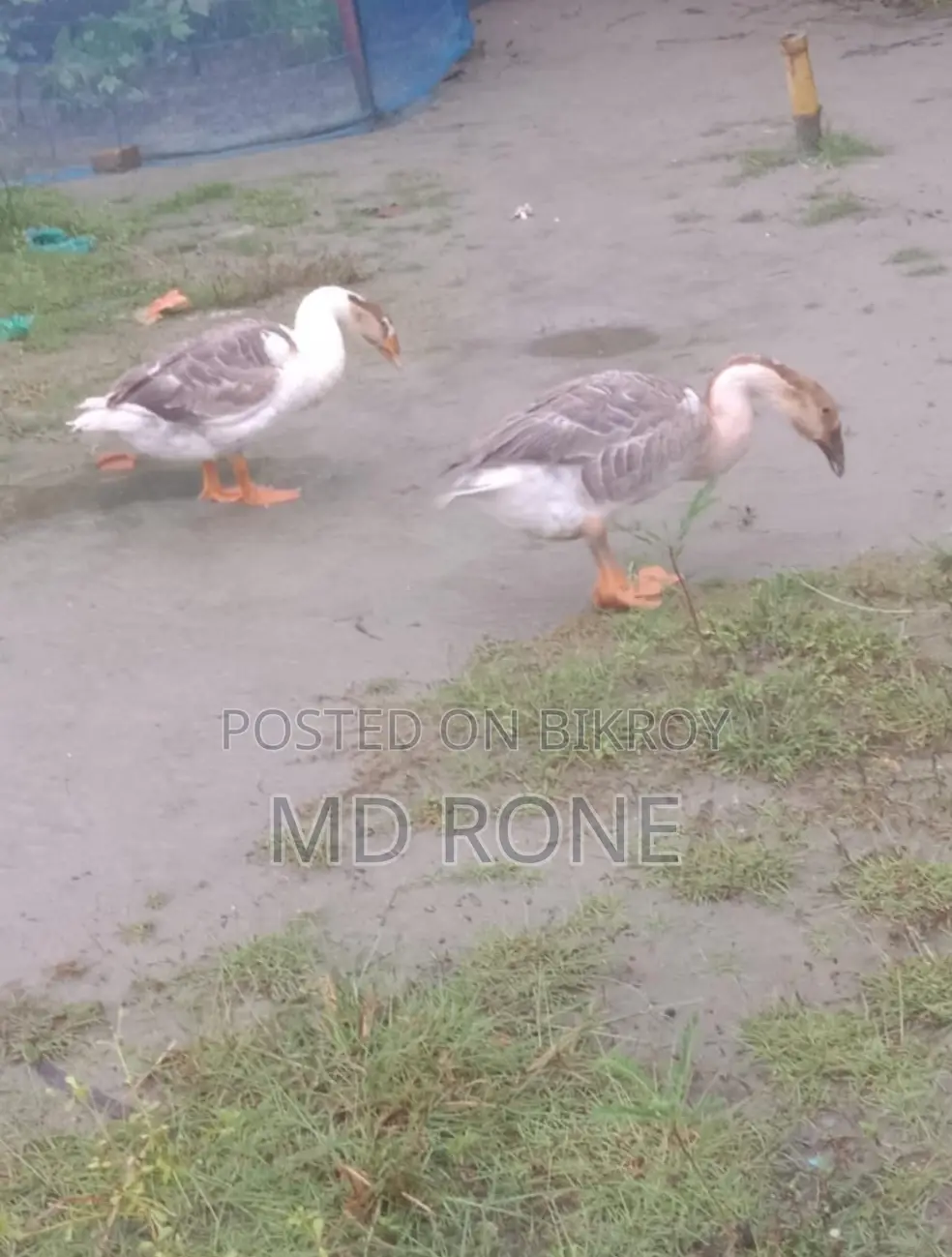 Male Female রাজা হাঁস বিক্রয় হবে