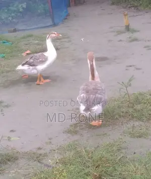 Male Female রাজা হাঁস বিক্রয় হবে