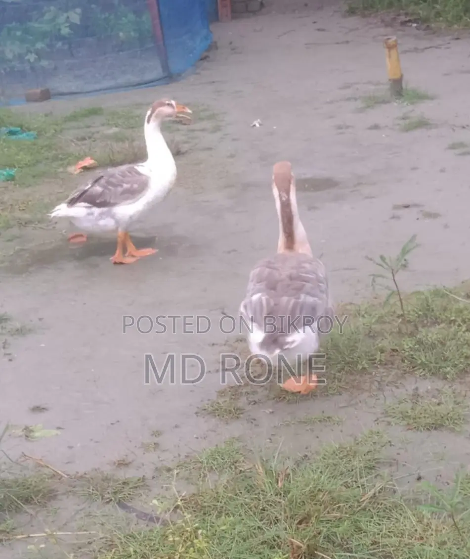 Male Female রাজা হাঁস বিক্রয় হবে
