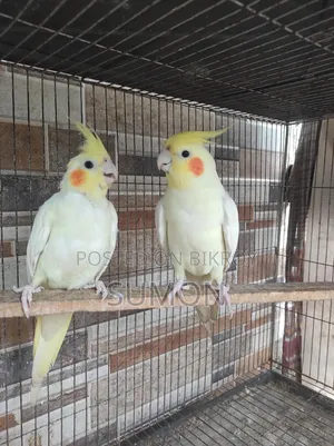 ককাটেল পাখি বিক্রি হবে