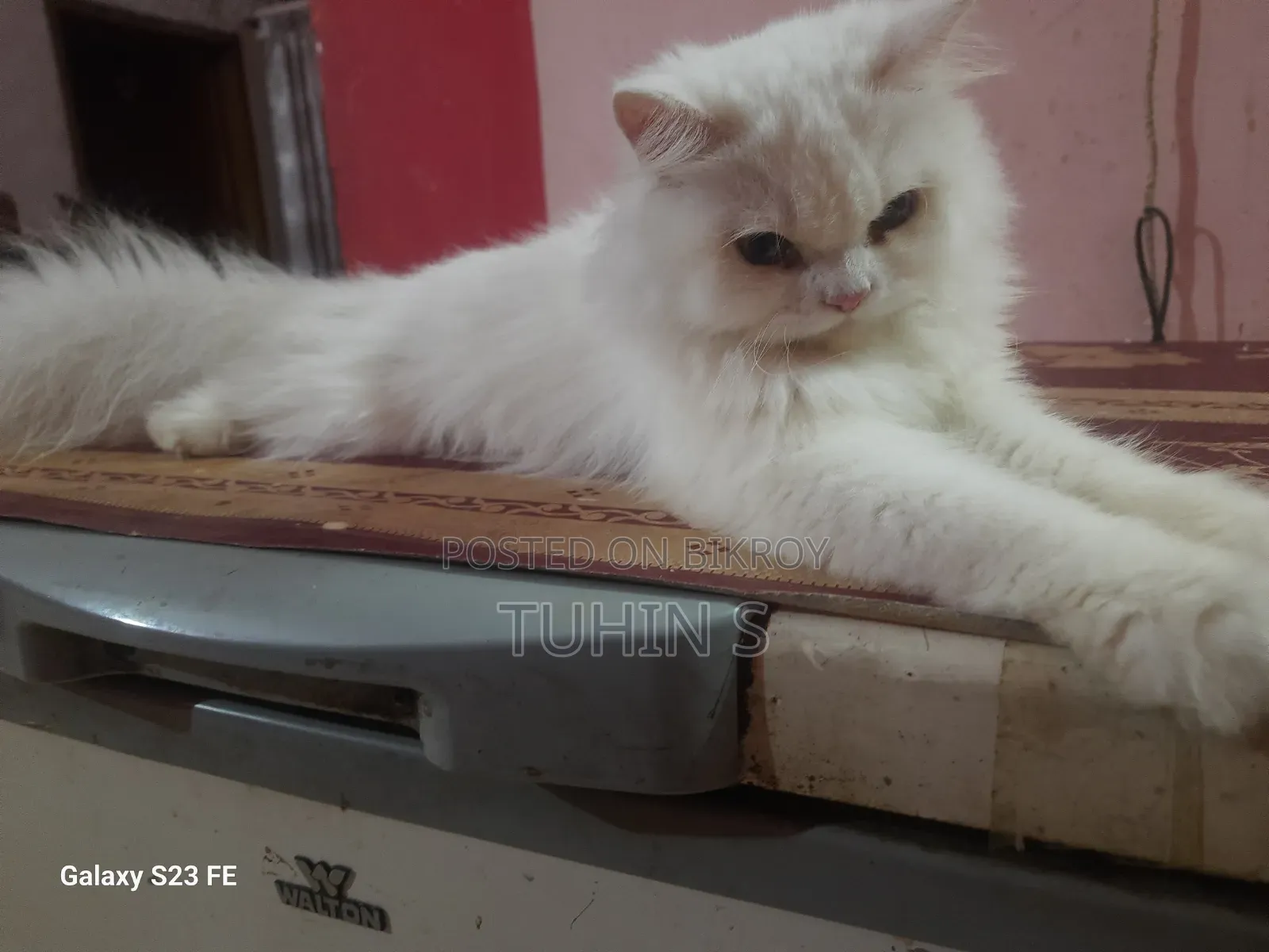 3-6 Months Male Purebred Persian