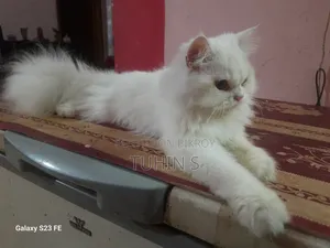 3-6 Months Male Purebred Persian