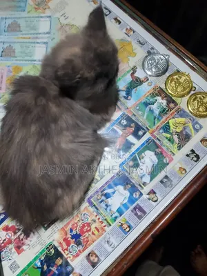 3-6 Months Female Purebred Persian