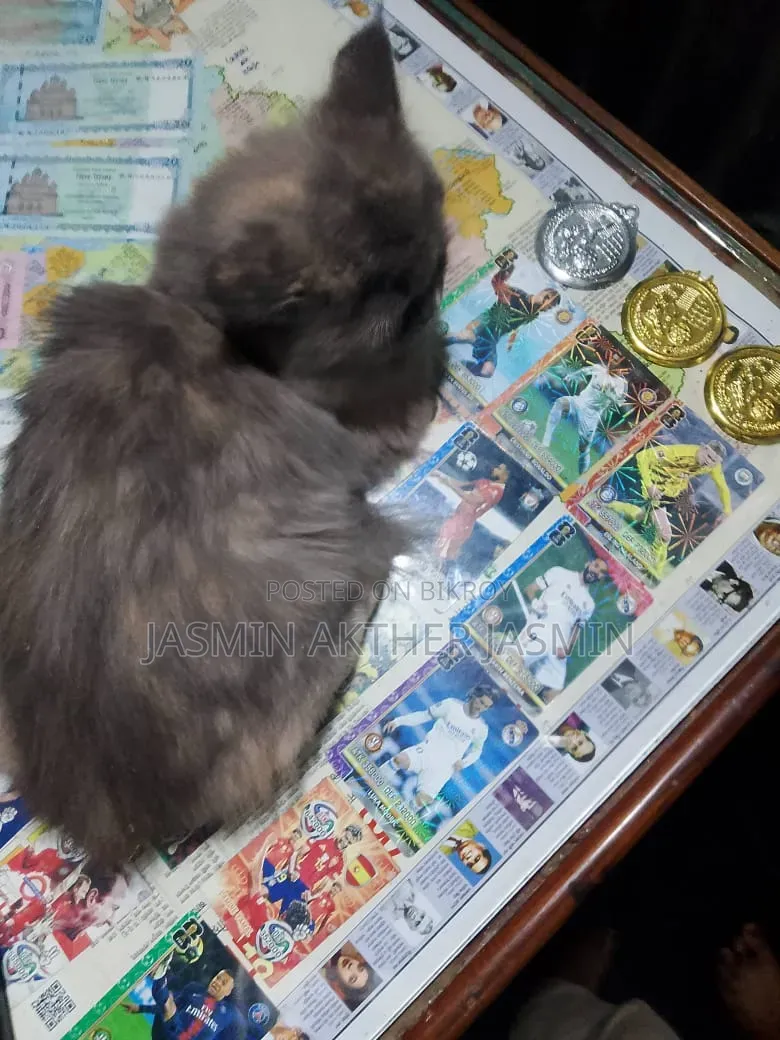 3-6 Months Female Purebred Persian