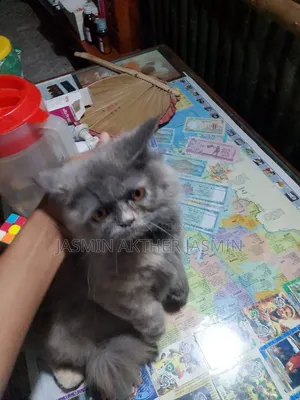 3-6 Months Female Purebred Persian