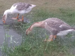 Male Female রাজা হাঁস বিক্রয় হবে