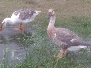 Male Female রাজা হাঁস বিক্রয় হবে