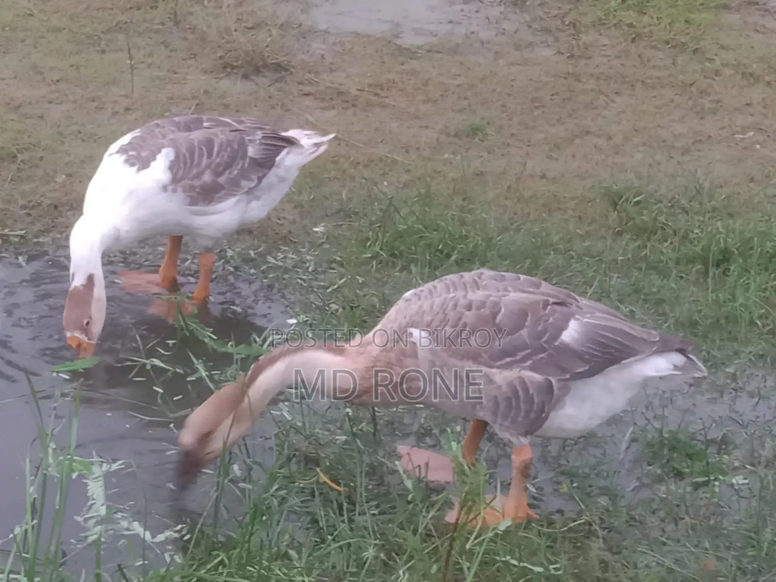 Male Female রাজা হাঁস বিক্রয় হবে