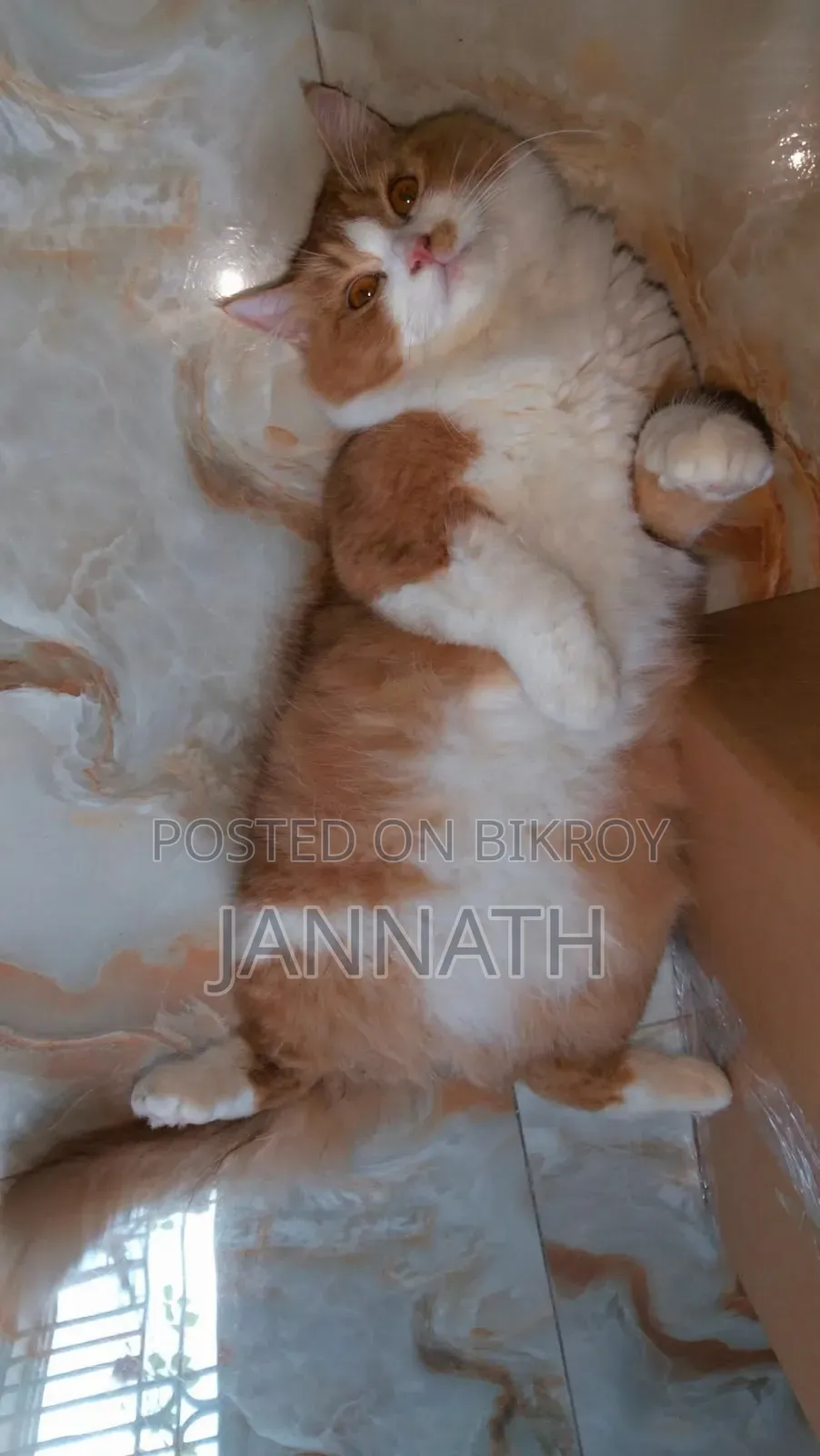3-6 months Female Mixed Breed Persian