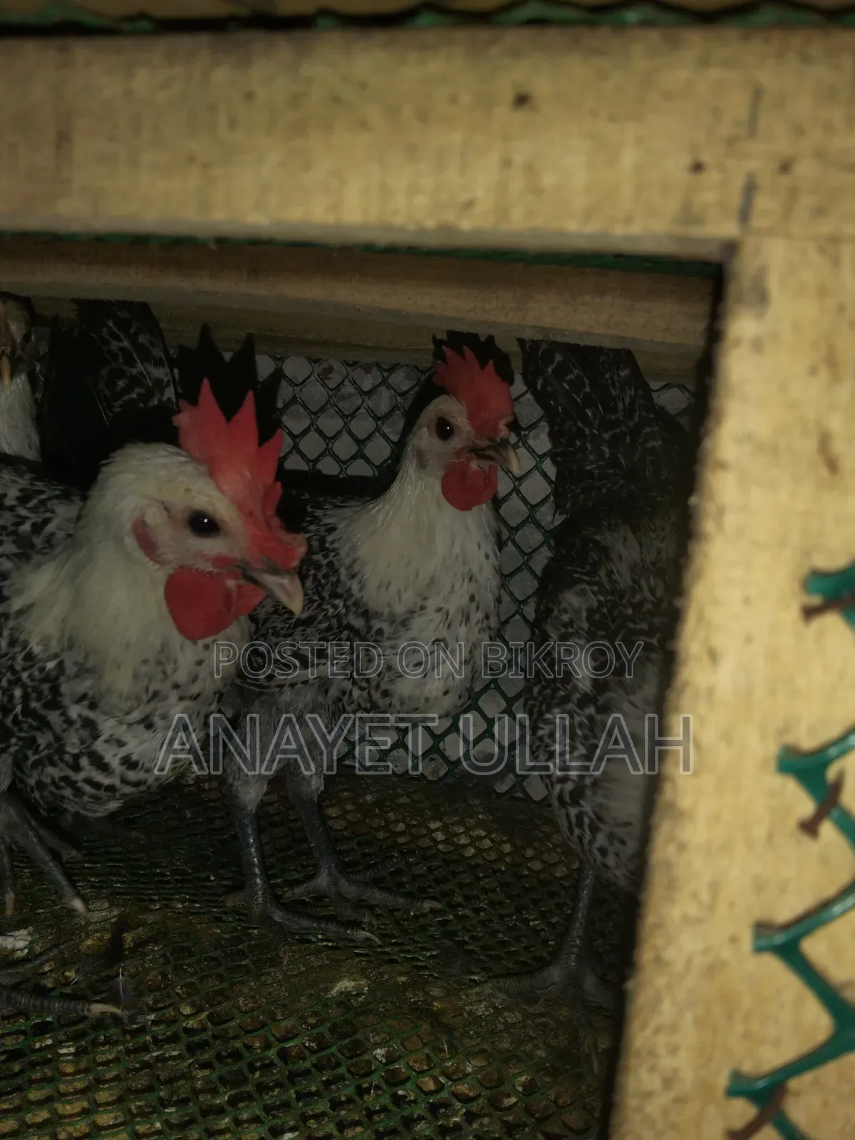 ৩ টি ফাওমি মোরগ বিক্রি করা হবে